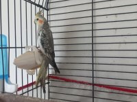 Sultan Papağanı Konuşan 3 Aylık Erkek Yavru