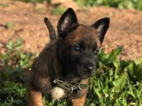 Malinois yavru köpekler
