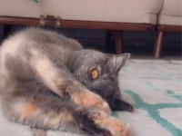 Ücretsiz sahiplendirme acil british shorthair