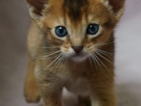 Safkan Abyssinian Yavrular