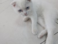 Güzel Bir Kız Scottish Fold