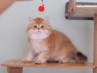 British longhair safkan erkek