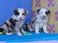 Kahve Merle Orjinal Gerçek Border Collie Yavrular