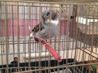 Yeni Eşe Atılmış Takım Gloster Kanaryalar
