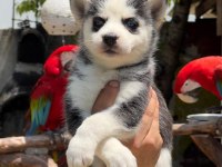 Husky Bebek Köpeklerimiz