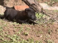Koyu maskeli hırslı malinois yavrular