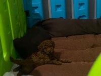 Toy poodle yavruları