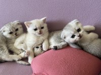Scottish fold kediler Kaçıran üzülür