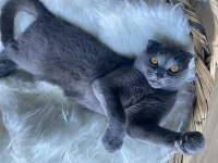 Scottish fold kedimiz sheba için yuva arıyoruz