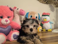 Küt burun tea cup erkek yorkshire terrier yavrumuz