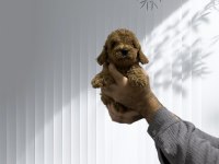 Toy poodle orjinal