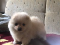 Orjinal Kendi Dişi Yavrumuz Pomeranian