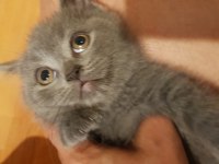 Veteriner kedilerinin safkan scottish fold yavruları