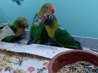 Yeni Yeme Düşmüş Yavru Cennet Papağanları