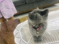 Ev kedisi british shorthair