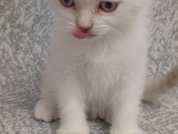 2 aylık scottish fold yavrularımız yeni yuvalarını arıyor