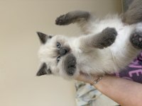 Yavru british shorthair prensesler