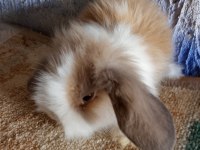 Teddy lop tavşan yavrular mavi gözlü