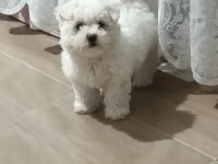 Maltese terrier acil sahiplendirme