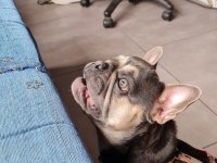 3 yaşında eğitimli blue tan quad french bulldog
