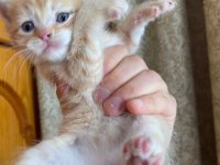 EĞİTİMLİ CİNS YAVRU KEDİLERİMİZ