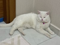 1 YAŞINDA BRİTİSH OĞLUMUZ TÜM AŞILARI VE EĞİTİMLERİ TAM