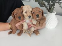 ÜST KALİTE 0 NUMARA MALTİPOO YAVRULARIMIZ