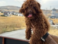 Tea cup 7 aylık dişi kore poodle 1.850 gr 