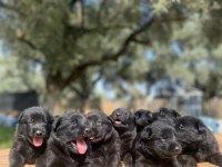 Solid black üst düşey alman çoban köpeği yavrular