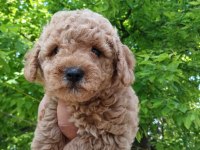 ERKEK POODLE YAVRUM YENİ AİLESİNİ BEKLİYOR
