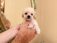 TATLI MINIK KÖPEKLER