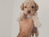 Poodle yavru köpeğimiz