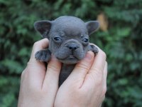 EGZOTİC FRENCH BULLDOG YAVRULARIMIZ