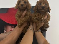 Toy poodle bebekler