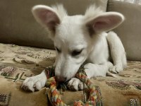 Rus Finosu Melez Köpeğim