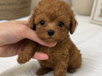 En Miniği Kore Maltipoo
