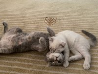 Nisan 21 2023 doğumlu harika bir erkek scottish fold