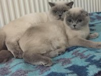 Birbirinden ayrılmayan tatlı scottish fold arkadaşlar
