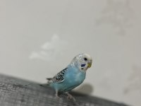 KOLAYLIKLA KONUŞTURABİLECEĞİNİZ BEBEK MUHABBET