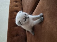 Scottish Fold Kedisi
