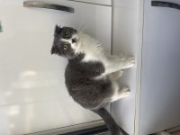 Scottish Fold Dişi