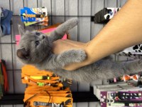 British Shorthair grey