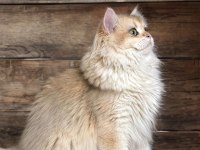 British Longhair Golden Ny12
