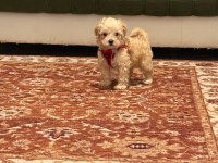 Samsun Atakum Maltipoo Yavru