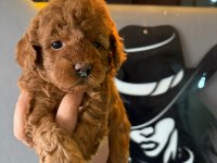 A Plus Sevimli Toy Poodle Yavrularımız