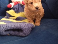 Poodle uygun bütçeli olanlar kaçırmasın