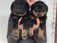 Üst Kalite Rottweiler Yavruları