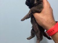 Elma Kafa Chihuahua Irk Garantili