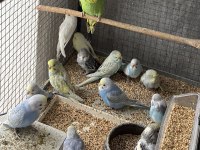 Bebek Muhabbet Kuşu