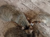 3 kardeş kediler